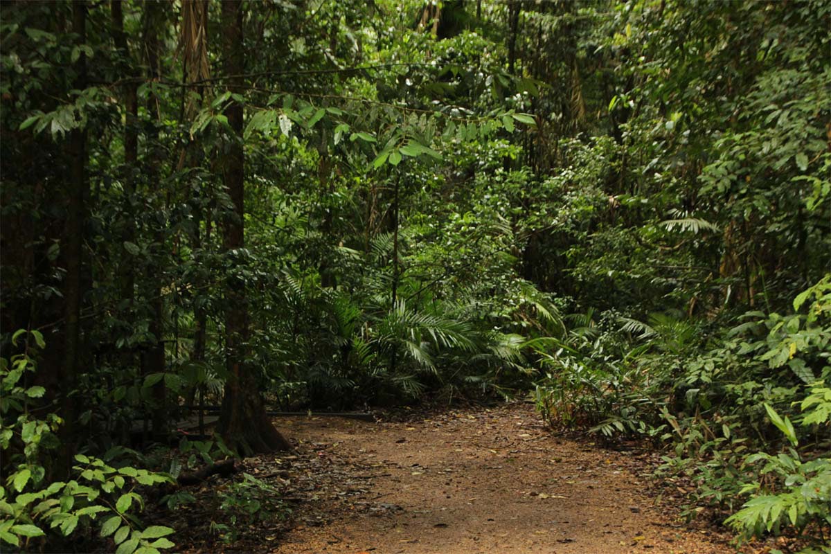 foto de uma agrofloresta