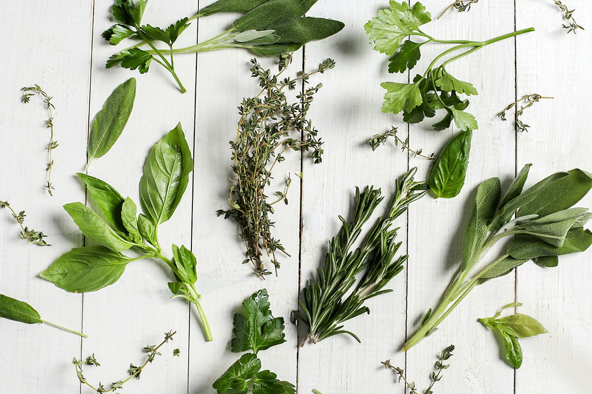 foto de varias plantas medicinais